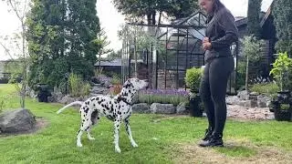 Dalmatian obedience training