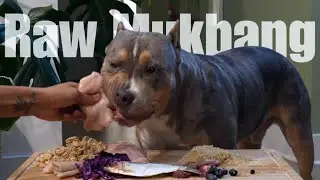 🔥 Dog Mukbang ASMR | Bully XL Eats RAW Meat 🥩 | Satisfying Chewing Sounds