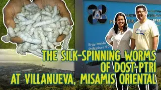 Bombyx mori: The Silk-Spinning Worms of DOST-PTRI at Villanueva, Misamis Oriental