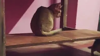 Funny Cats😺😺&hearts;️ #cat#catvideos#kids#shorts#trend#viral#reels#animals#pets#petvideos#streetcats 