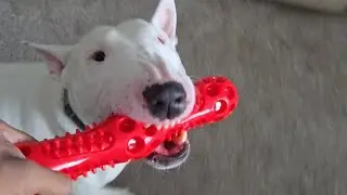 Bull Terrier's Epic Squeaky Toy Reaction! #funnydogs