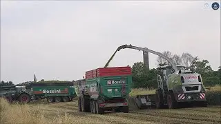 Claas Jaguar 980 (497) + Domai MPD 611 - Gavazzoni S.R.L. - Trinciatura triticale 2023