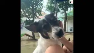 Vietnam: Will You Adopt Richie?