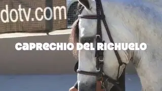 Paso Fino National Performance Stallion For Sale