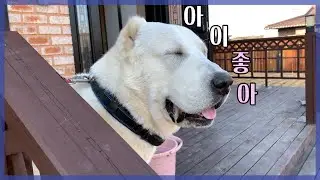 대형견인 실내견의 무좀관리(feat.주인의 사랑)