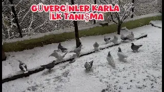 KUŞLARIN KARLA İLK TANIŞMA ANI (  GELİN BERABER İZLEYELİM )