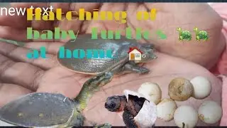 Hatching of Indian Flapshell turtle at Home ./বাড়িতে কচ্ছপের ডিম ফোটানো #turtle #indian  #flapshell.