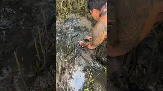 Mud Crab , gaint Mud Crab Catching #shorts #amazing #hunting #hun #fishing