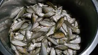 Organic farming lady with her baby cleaning ponds water fish.