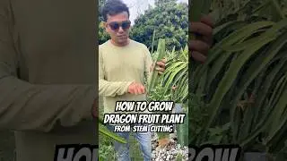 How to grow Dragon Fruit plant from stem cuttings || #ytshorts #dragonfruit #viralshorts