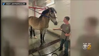 NYPD Horses Get Cooled Off During Heat Wave