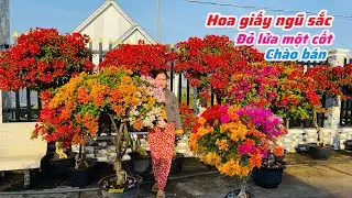 Hoa giấy ngũ sắc thái,đỏ lửa một cốt tàn đẹp..01/01😘📲 0703.236.412.Cúc-Phan