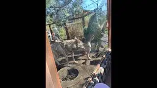 Ленинградский зоологический парк