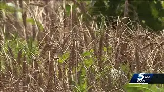 Oklahoma drought causes problems for wheat crops, an economic driver for state