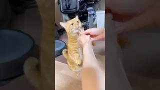 Snack Time on Two Paws! 🐾🍴 Look at That Balance✨
