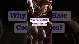 Why Do People Fear Cockroaches? (The Surprising Science!)