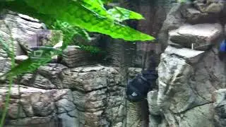 Metriaclima msobo magunga