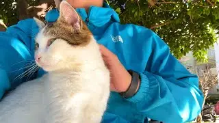 This Pink-Nosed Cat Stole My Heart — Just Look at Her