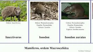 Mam&iacute;feros, ordem Macroscelidea mam&iacute;feros ordem Macroscelidea.mammal  Miscellaneous tupaia tana