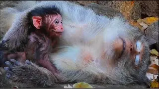 Baby Elma After Born ! Mom Elsa Just Gave Birth To Baby Moment