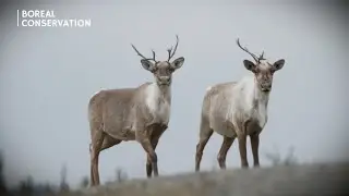 Wildlife of the Boreal Forest