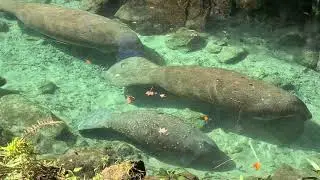 Florida Travel: Crystal River Manatees at Three Sisters Springs