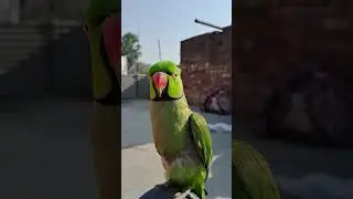 #mittoo #talkingmitthu #birds #funny #talkingmiththu #talkingparrot #parrotr