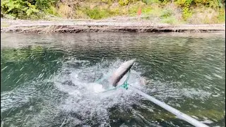 Chinook Salmon | Bobber Downs