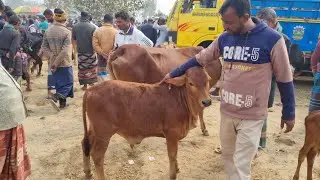 আজ ৪ ফেব্রুয়ারী  ২৬ | বাচ্চাসহ শাহিওয়াল গাভী গরুর দাম | আফতাবগঞ্জ হাট | দিনাজপুর