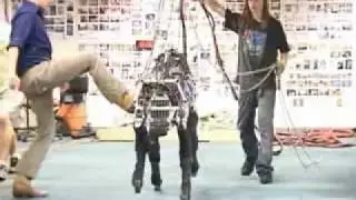 Dancing Mule