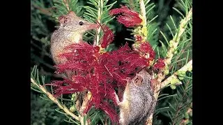 Honey possum - Bush Heritage Australia