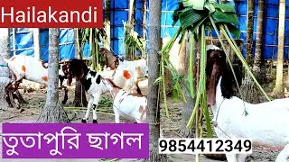tutapuri sagol palon ||  উন্নত মানের ছাগল hailakandi goat cont..9854412349