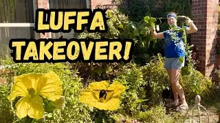 🌿 Когда люффа атакует! Сохраняю плетистую розу и обрезаю её к осени