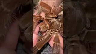 The World's Largest Spider: The Goliath Birdeater! 🕷️🐦😋