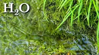 Close-Up Water Sounds | 10 Hours of Calm & Focus