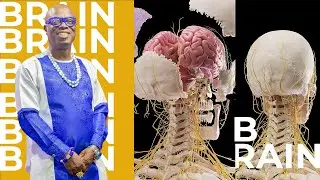 Brain || Carbohydrate || Glucose  - Oheneba Ntim-Barimah