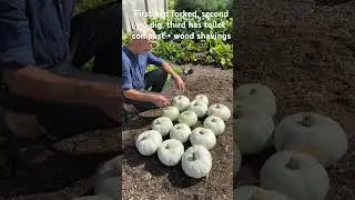 Big Harvest Differences Between Forked Soil and Different Compost Types | No Dig Gardening