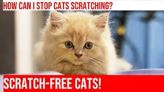 How to Stop Your Cat from Scratching People: Tips & Tricks!