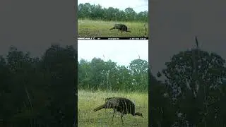 Turkey Poults! Are you seeing any where you hunt?