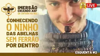 Como é o ninho de Abelha sem Ferrão POR DENTRO? Abrindo as minhas caixas AO VIVO!