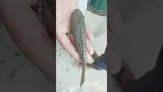 Catfish in Hand Beautiful Fish Show #fin_cuts_tv #catfish in han