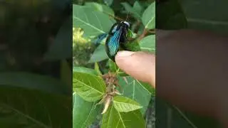Insect love#shorts #youtubeshorts