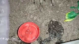 SpongeBob the curly hair tarantula fights water and loses