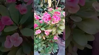 Flores 🌺✨🌸 #flores #flowers #paisaje #plantas #plants #nature #naturaleza #garden #jardin