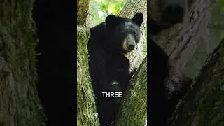 Louisiana Black Bear: A Conservation Success Story