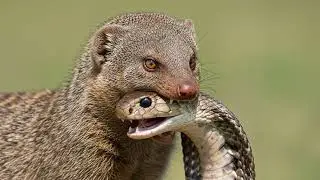 Survival of the Fittest: Mongoose vs Cobra &ndash; A Fight for Survival
