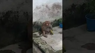 monkey aa gya#monkey#bandar#animals #funny #shortsfeed