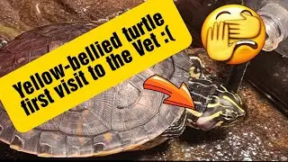 My yellow-bellied turtle has an infection😫