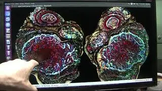 How do Soft Tissue Fossils Preserve