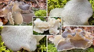 Zitterzahn, Eispilz, Gallertstacheling, Wei&szlig;er Zitterling, Pseudohydnum gelatinosum | Pilzportrait